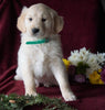 AKC Registered Golden Retrievers For Sale Shreve, OH Male - Tanner