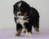 Mini Australian Shepherd For Sale Loudenville, OH Male - Royal