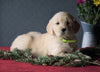 AKC Registered Golden Retrievers For Sale Shreve, OH Female - Gina