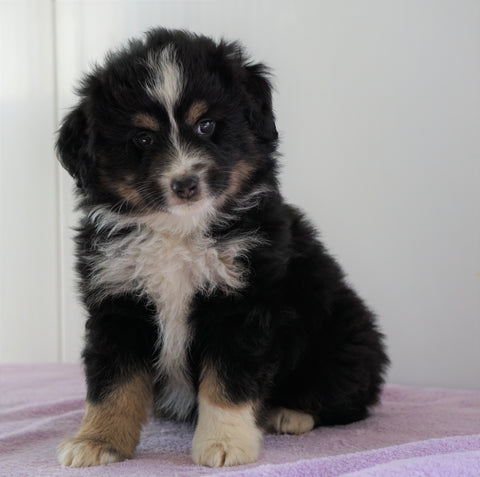 Mini Australian Shepherd For Sale Loudenville, OH Male - Royal