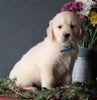 AKC Registered Golden Retrievers For Sale Shreve, OH Male - Tye