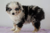 Mini Australian Shepherd For Sale Loudenville, OH Female - Alley