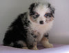 Mini Australian Shepherd For Sale Loudenville, OH Female - Alley