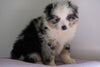 Mini Australian Shepherd For Sale Loudenville, OH Female - Alley