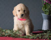 AKC Registered Golden Retrievers For Sale Shreve, OH Female - Maggie