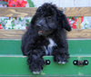 Mini Aussiedoodle For Sale Millersburg, OH Male- Ian