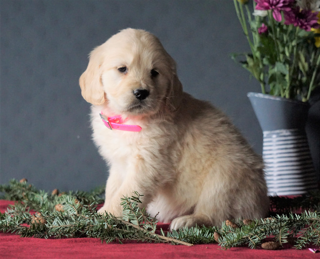 Akc Registered Golden Retrievers For Sale Shreve Oh Female Maggie Ac Puppies Llc 