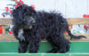 Mini Aussiedoodle For Sale Millersburg, OH Male- Ian