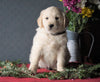 AKC Registered Golden Retrievers For Sale Shreve, OH Female - Carly