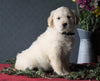 AKC Registered Golden Retrievers For Sale Shreve, OH Female - Carly