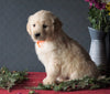 AKC Registered Golden Retrievers For Sale Shreve, OH Female - Kylie