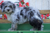 Mini Aussiedoodle For Sale Millersburg, OH Male- Elvis