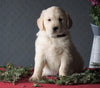 AKC Registered Golden Retrievers For Sale Shreve, OH Male - Tucker