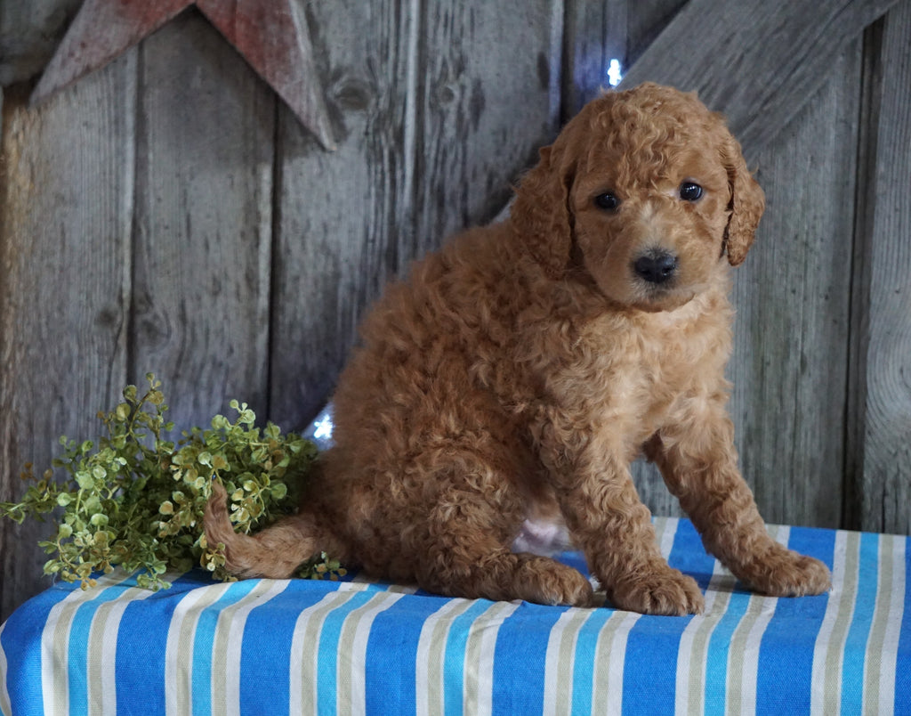 Mini F1B Labradoodle For Sale Millersburg, OH Male- Domino – AC Puppies LLC