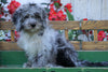 Mini Aussiedoodle For Sale Millersburg, OH Male- Elvis