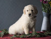 AKC Registered Golden Retrievers For Sale Shreve, OH Male - Tucker
