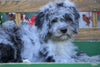 Mini Aussiedoodle For Sale Millersburg, OH Male- Elvis