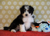 ICA Registered Mini Bernedoodle For Sale Fredericksburg, OH Male- Flint