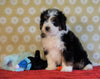 ICA Registered Mini Bernedoodle For Sale Fredericksburg, OH Male- Flint