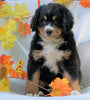 AKC Registered Bernese Mountain Dog For Sale Millersburg, OH Female - Chloe