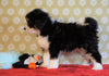 ICA Registered Mini Bernedoodle For Sale Fredericksburg, OH Male- Frankie