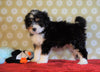 ICA Registered Mini Bernedoodle For Sale Fredericksburg, OH Male- Frankie