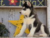 AKC Registered Siberian Husky For Sale Millersburg, OH Female - Holly
