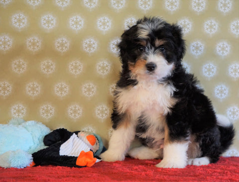 ICA Registered Mini Bernedoodle For Sale Fredericksburg, OH Male- Frankie