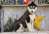 AKC Registered Siberian Husky For Sale Millersburg, OH Female - Holly