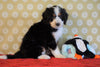 ICA Registered Mini Bernedoodle For Sale Fredericksburg, OH Male- Freddy