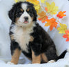 AKC Registered Bernese Mountain Dog For Sale Millersburg, OH Female - Carly