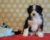 ICA Registered Mini Bernedoodle For Sale Fredericksburg, OH Male- Freddy