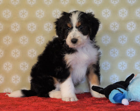 ICA Registered Mini Bernedoodle For Sale Fredericksburg, OH Male- Freddy