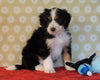 ICA Registered Mini Bernedoodle For Sale Fredericksburg, OH Male- Freddy