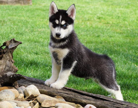 AKC Registered Siberian Husky For Sale Millersburg, OH Male - Jake