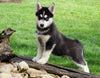 AKC Registered Siberian Husky For Sale Millersburg, OH Male - Jake