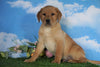 AKC Registered Labrador Retriever (Fox Red) For Sale Sugarcreek, OH Male - Redford