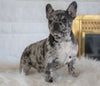 French Bulldog For Sale Dundee, OH Female- Autumn Bleu De-lite