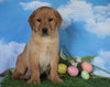 AKC Registered Labrador Retriever (Fox Red) For Sale Sugarcreek, OH Male - Redford