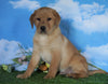 AKC Registered Labrador Retriever (Fox Red) For Sale Sugarcreek, OH Male - Redford