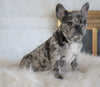 French Bulldog For Sale Dundee, OH Female- Autumn Bleu De-lite