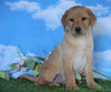 AKC Registered Labrador Retriever (Fox Red) For Sale Sugarcreek, OH Male - Redford