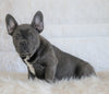 French Bulldog For Sale Dundee, OH Male- Badger Bleu