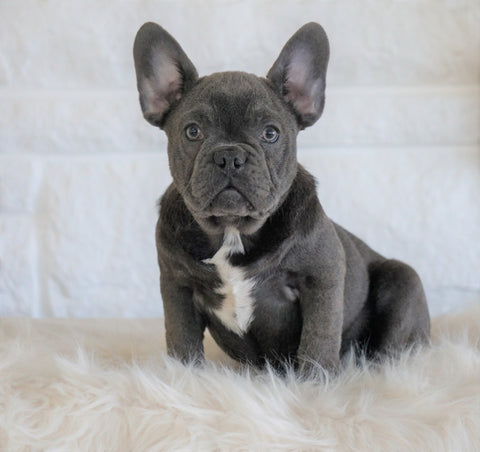 French Bulldog For Sale Dundee, OH Male- Badger Bleu