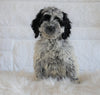 Cockapoo For Sale Dundee OH, Male - Hunter