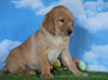 AKC Registered Labrador Retriever (Fox Red) For Sale Sugarcreek, OH Male - Wilson