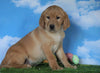 AKC Registered Labrador Retriever (Fox Red) For Sale Sugarcreek, OH Male - Wilson