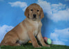 AKC Registered Labrador Retriever (Fox Red) For Sale Sugarcreek, OH Male - Wilson