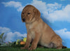 AKC Registered Labrador Retriever (Fox Red) For Sale Sugarcreek, OH Female - Cassidy