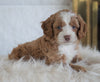 Cockapoo For Sale Dundee, OH Male- Boston